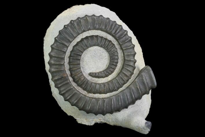 Devonian Ammonite (Anetoceras) With Trilobite Head - Morocco #99901